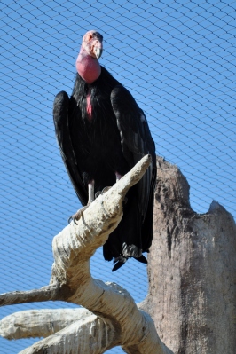 A California Condor atop its perch at the San Diego Zoo.